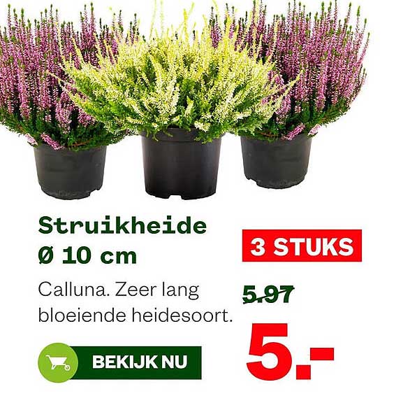 Struikheide Ø 10 cm 3 STUKS