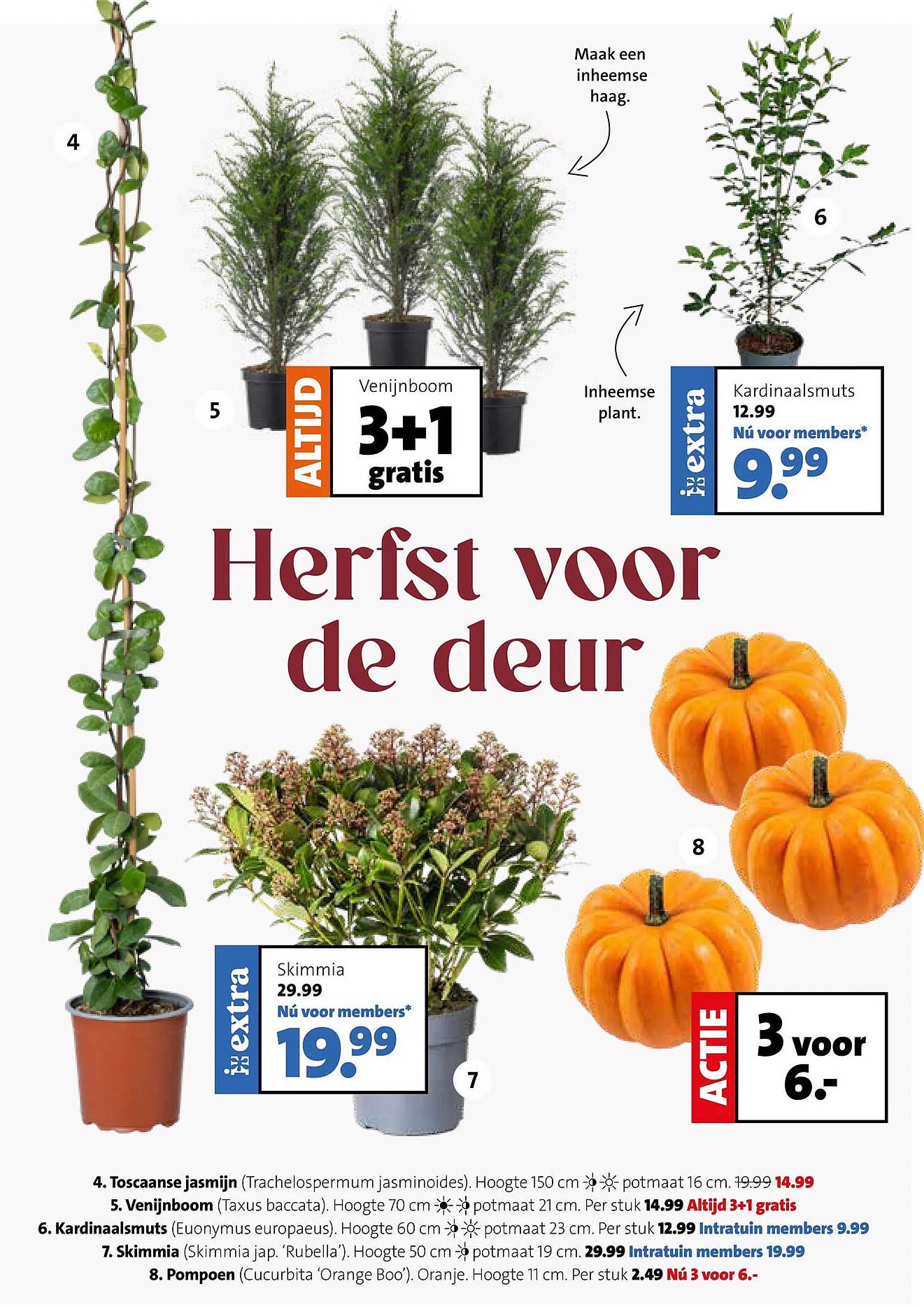 Venijnboom 3+1 gratis