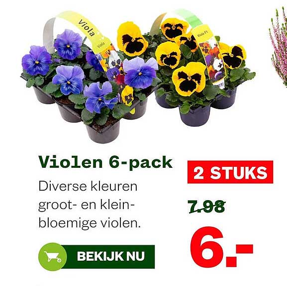 Violen 6-pack 2 STUKS