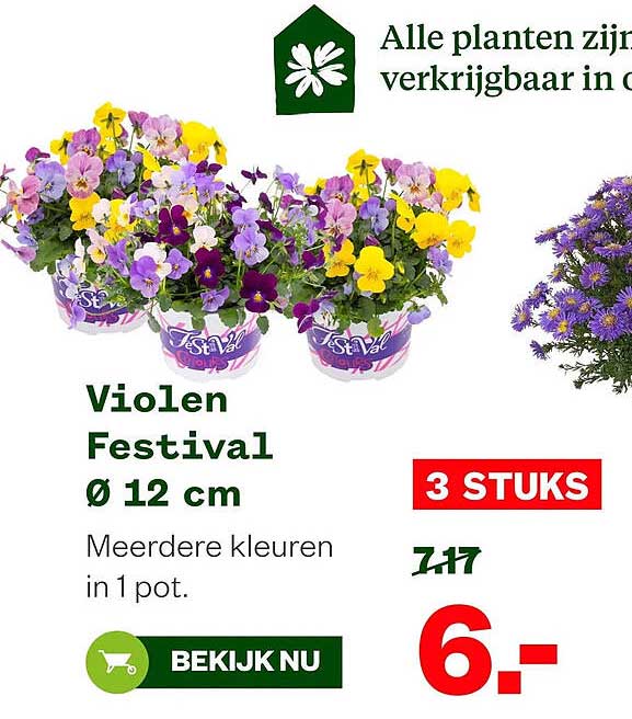 Violen Festival Ø 12 cm 3 STUKS