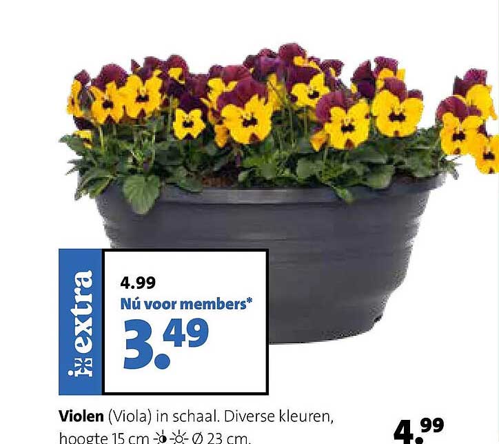 Violen (Viola) in schaal. Diverse kleuren, hoogte 15 cm, Ø 23 cm