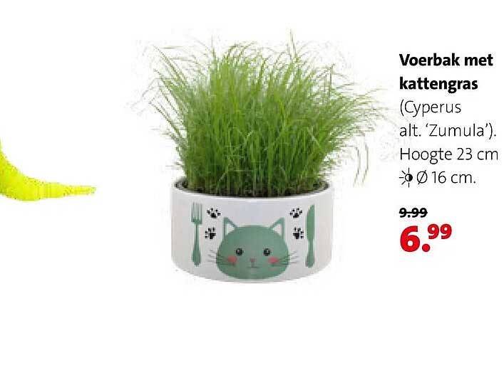 Voerbak met kattengras (Cyperus alt. ‘Zumula’). Hoogte 23 cm Ø 16 cm.