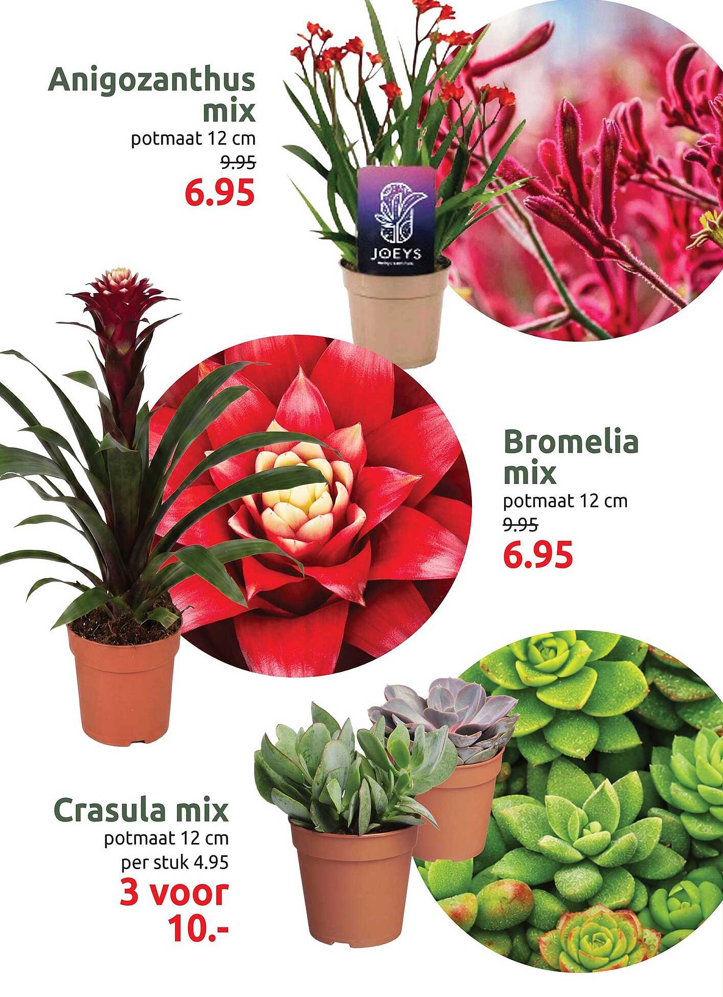Anigozanthus mix potmaat 12 cm