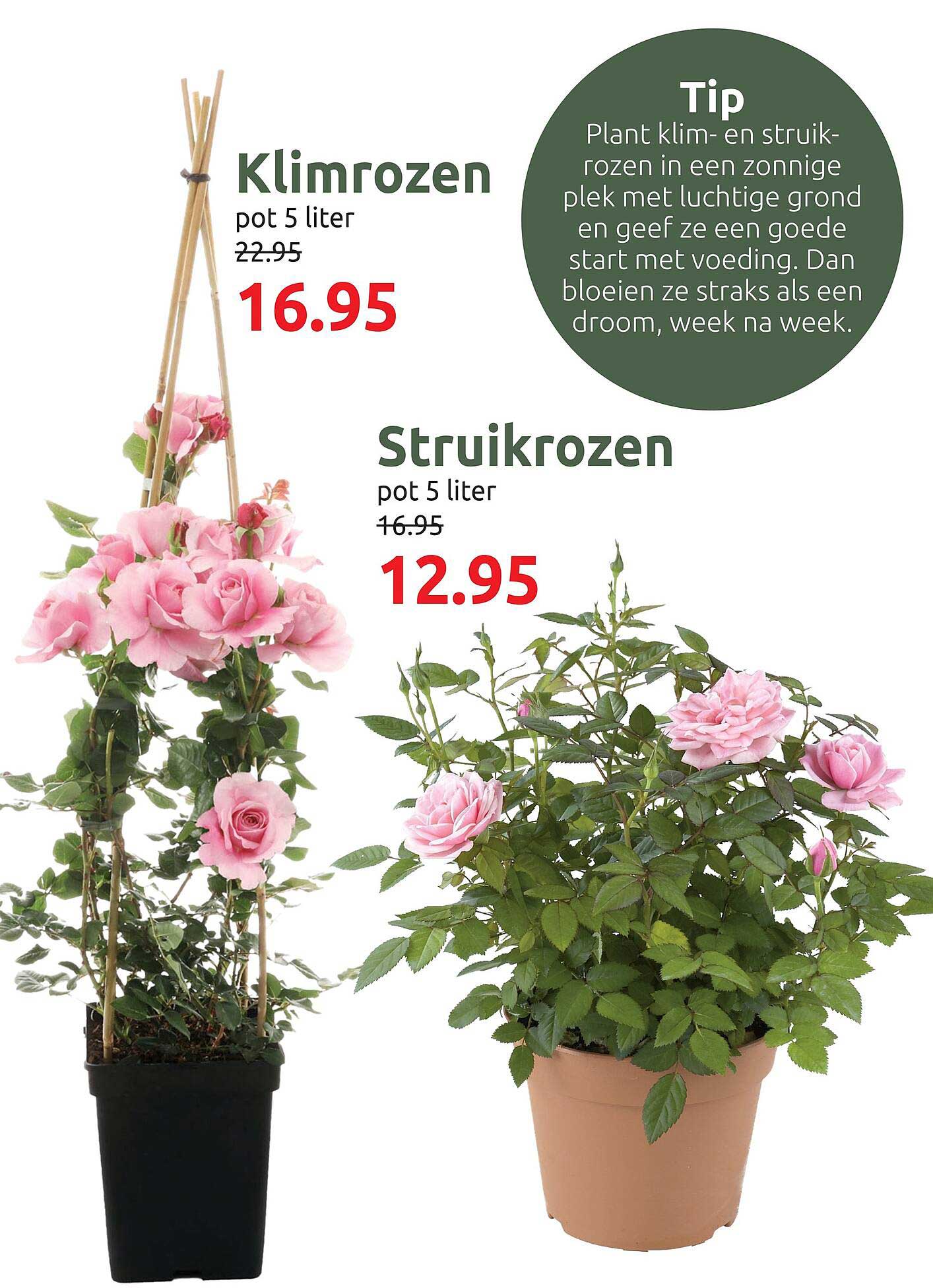Klimrozen pot 5 liter