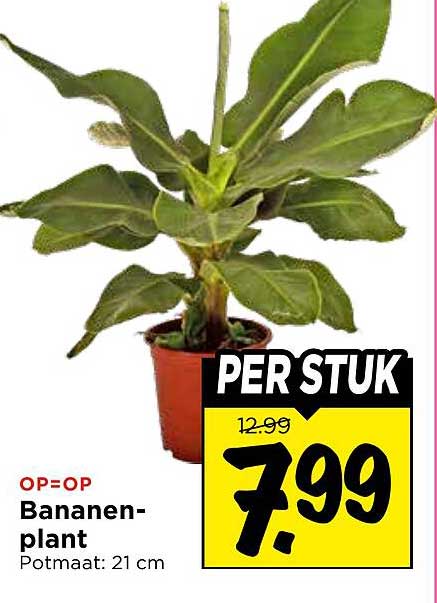 Bananen-plant PER STUK