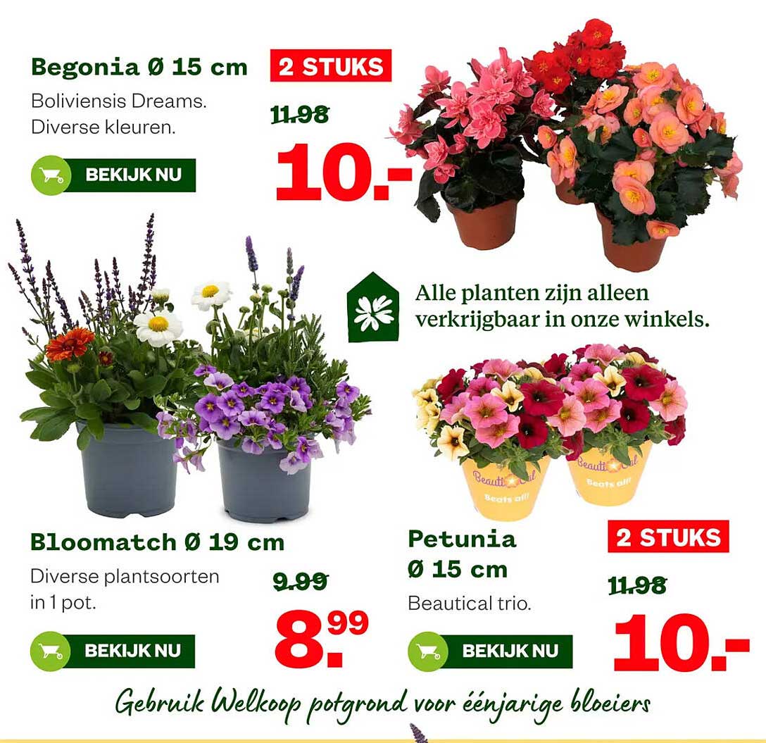 Begonia Ø 15 cm 2 STUKS