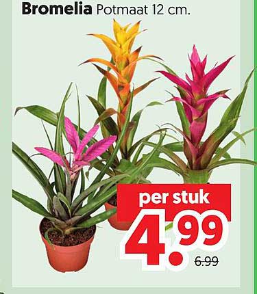 Bromelia Potmaat 12 cm.