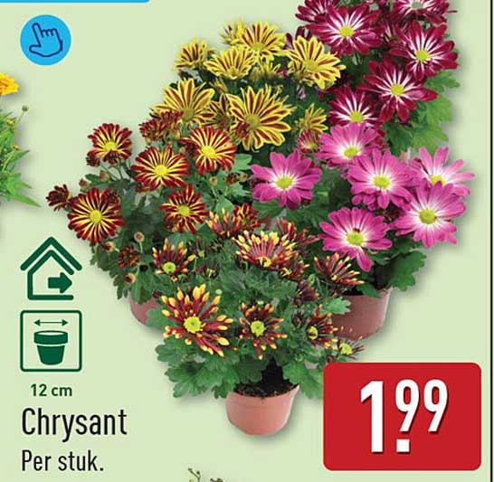 Chrysant