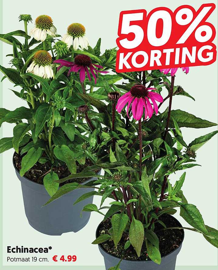 Echinacea* Potmaat 19 cm. 50% KORTING