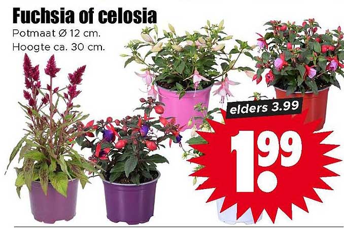 Fuchsia of celosia