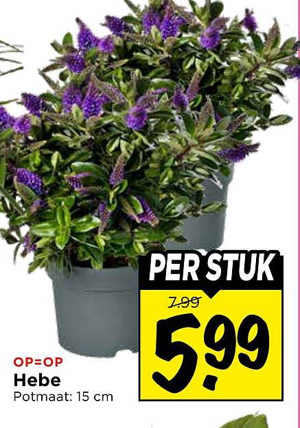 Hebe Potmaat: 15 cm PER STUK