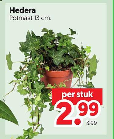 Hedera Potmaat 13 cm.