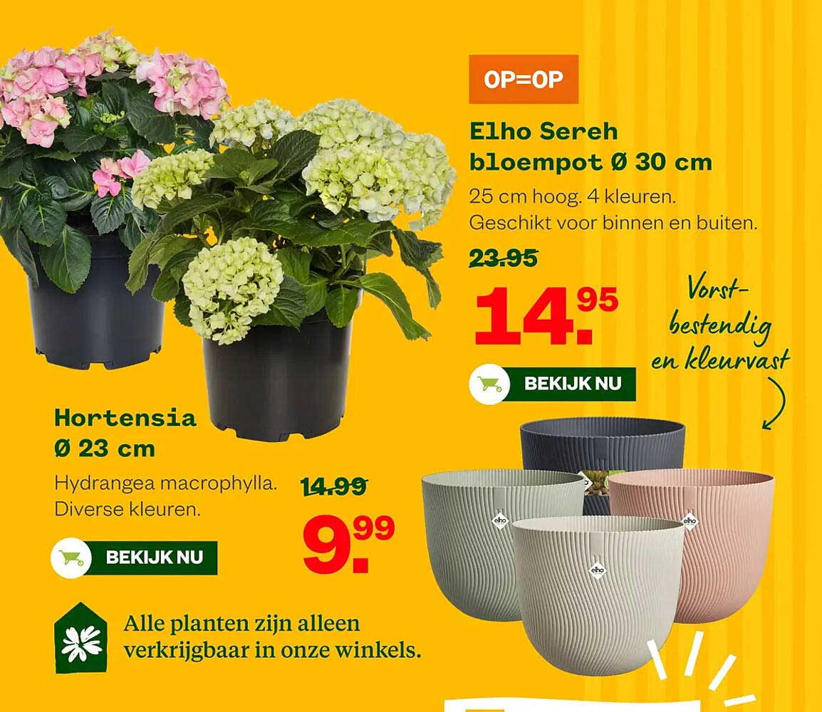 Hortensia Ø 23 cm