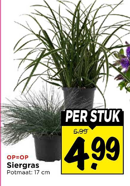 OP=OP Siergras Potmaat: 17 cm PER STUK