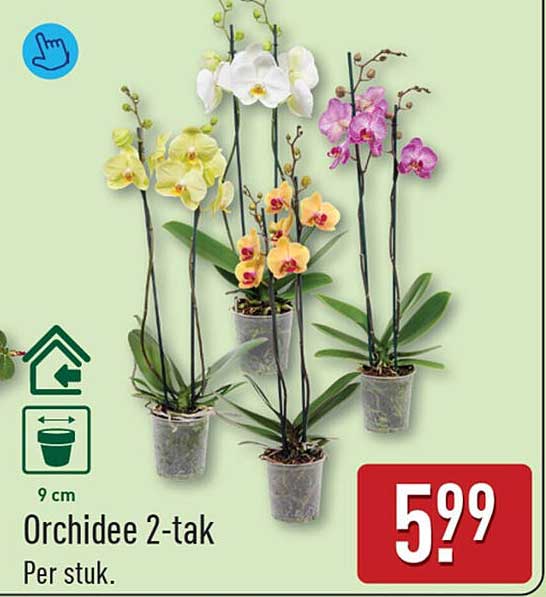 Orchidee 2-tak