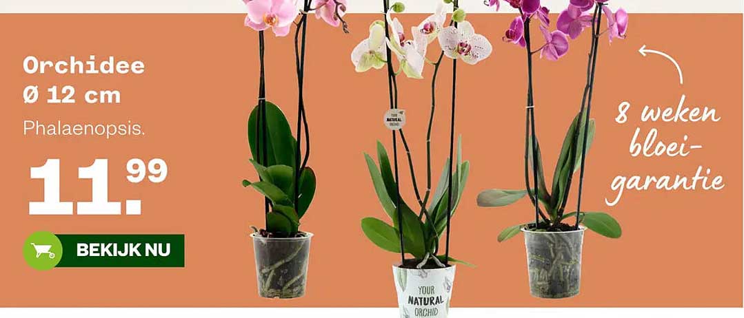 Orchidee Ø 12 cm Phalaenopsis