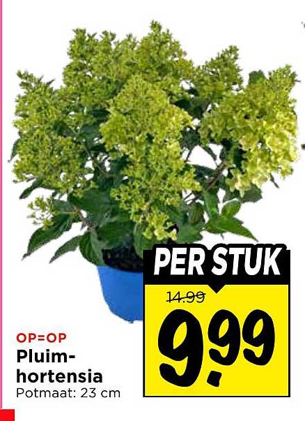 Pluim-hortensia