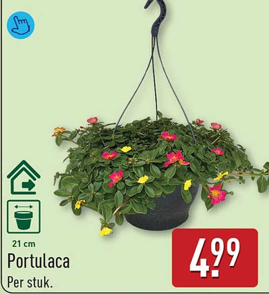 Portulaca