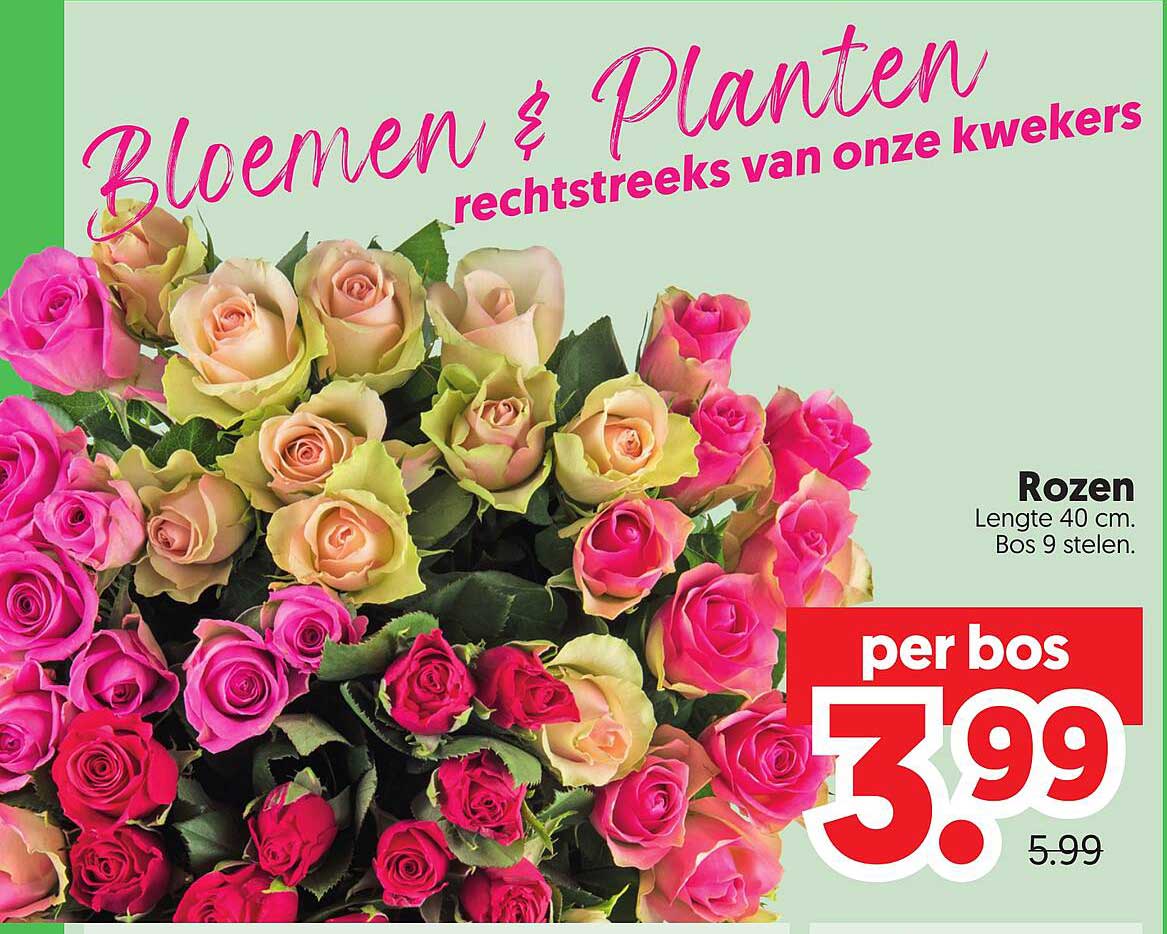 Rozen