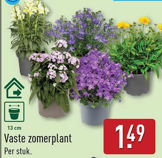 Vaste zomerplant