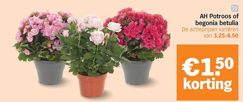 AH Potroos of begonia betulia
