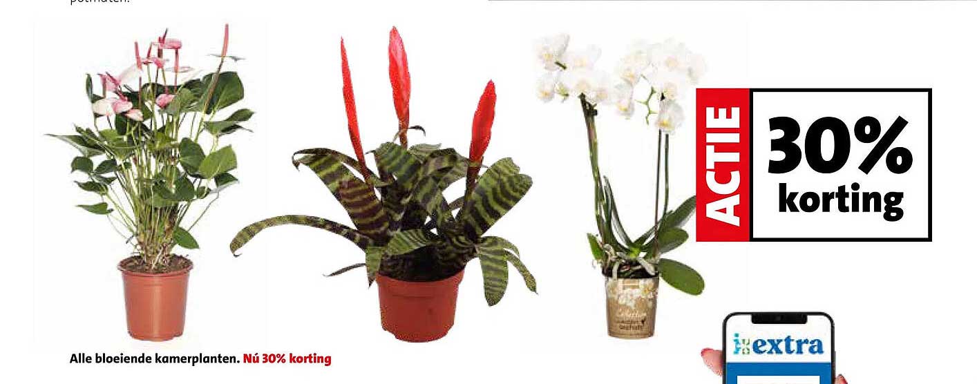 Alle bloeiende kamerplanten. Nú 30% korting