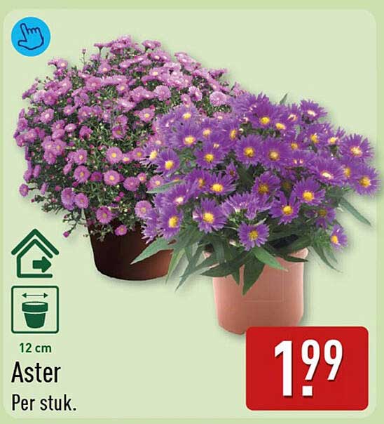 Aster