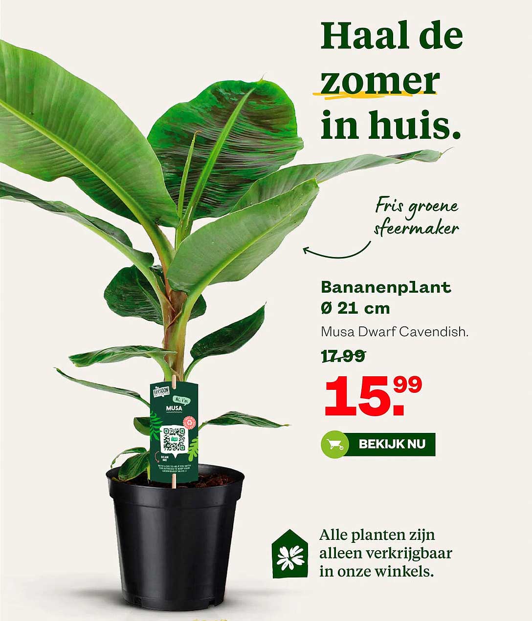 Bananenplant Ø 21 cm Musa Dwarf Cavendish