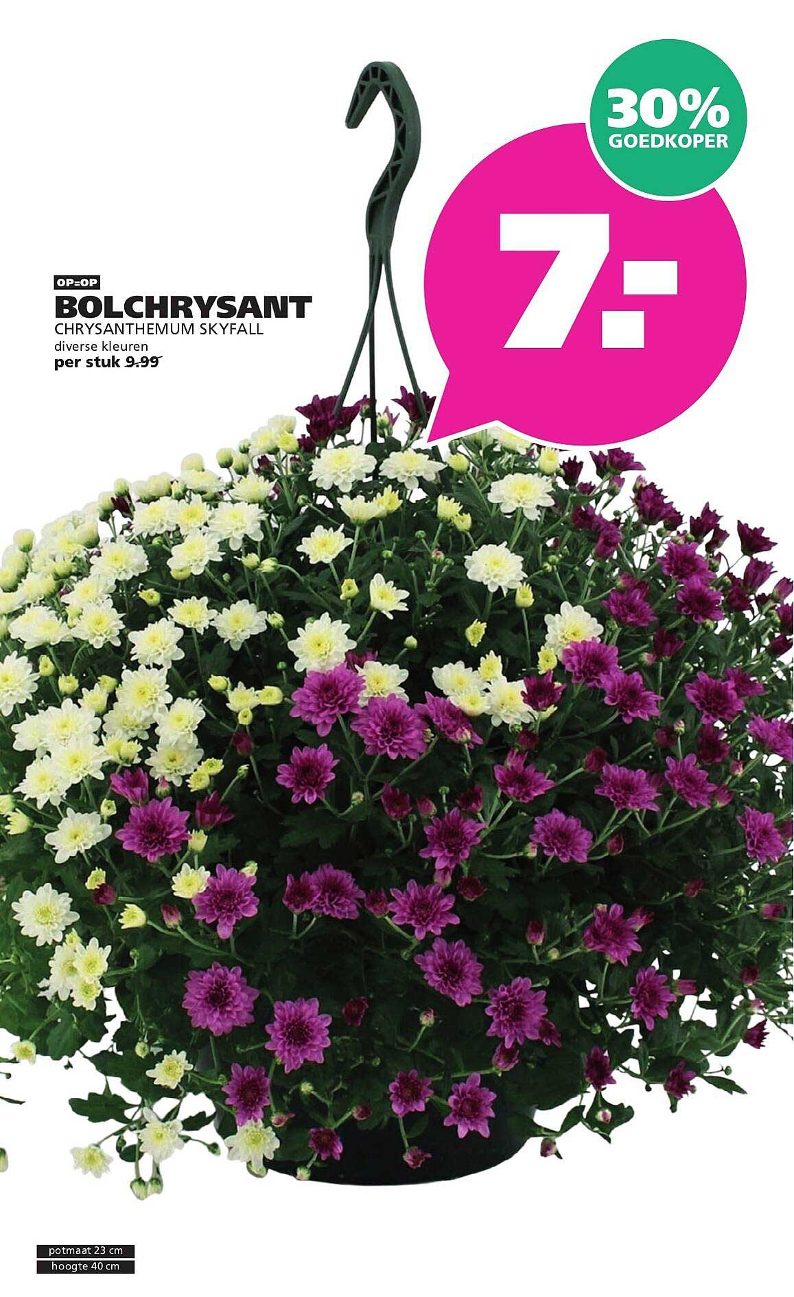 BOLCHRYSANT CHRYSANTHEMUM SKYFALL diverse kleuren 30% goedkoper
