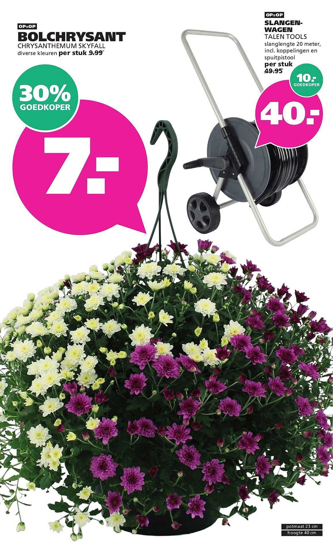BOLCHRYSANT CHRYSANTHEMUM SKYFALL diverse kleuren per stuk 9.99