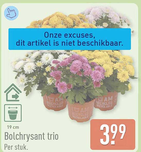 Bolchrysant trio