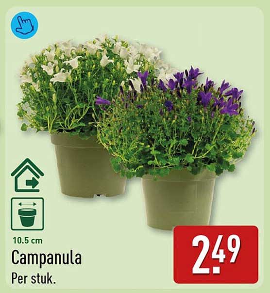Campanula