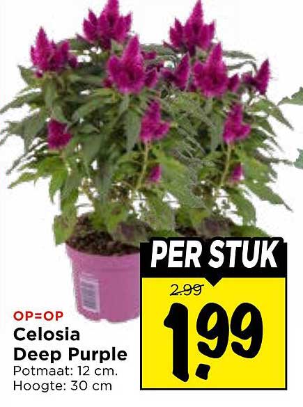 Celosia Deep Purple