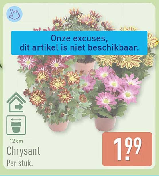 Chrysant Per stuk