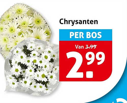 Chrysanten PER BOS