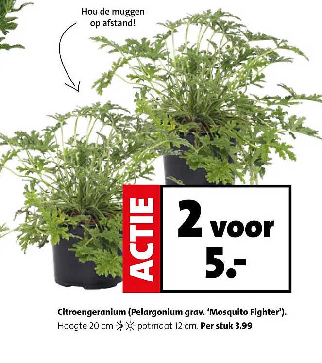 Citroengeranium (Pelargonium grav. ‘Mosquito Fighter’). 2 voor 5.-