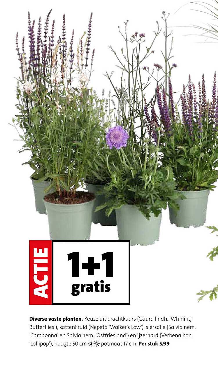 Diverse vaste planten 1+1 gratis
