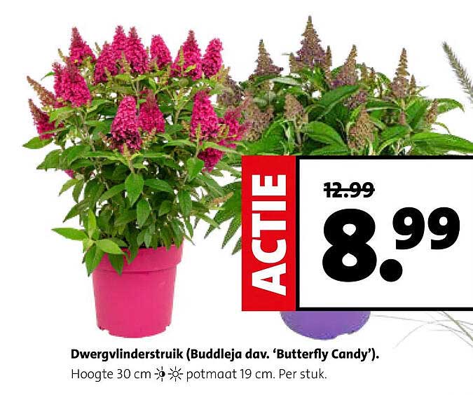 Dwergvlinderstruik (Buddleja dav. ‘Butterfly Candy’).