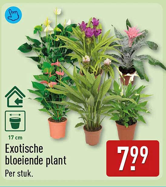 Exotische bloeiende plant