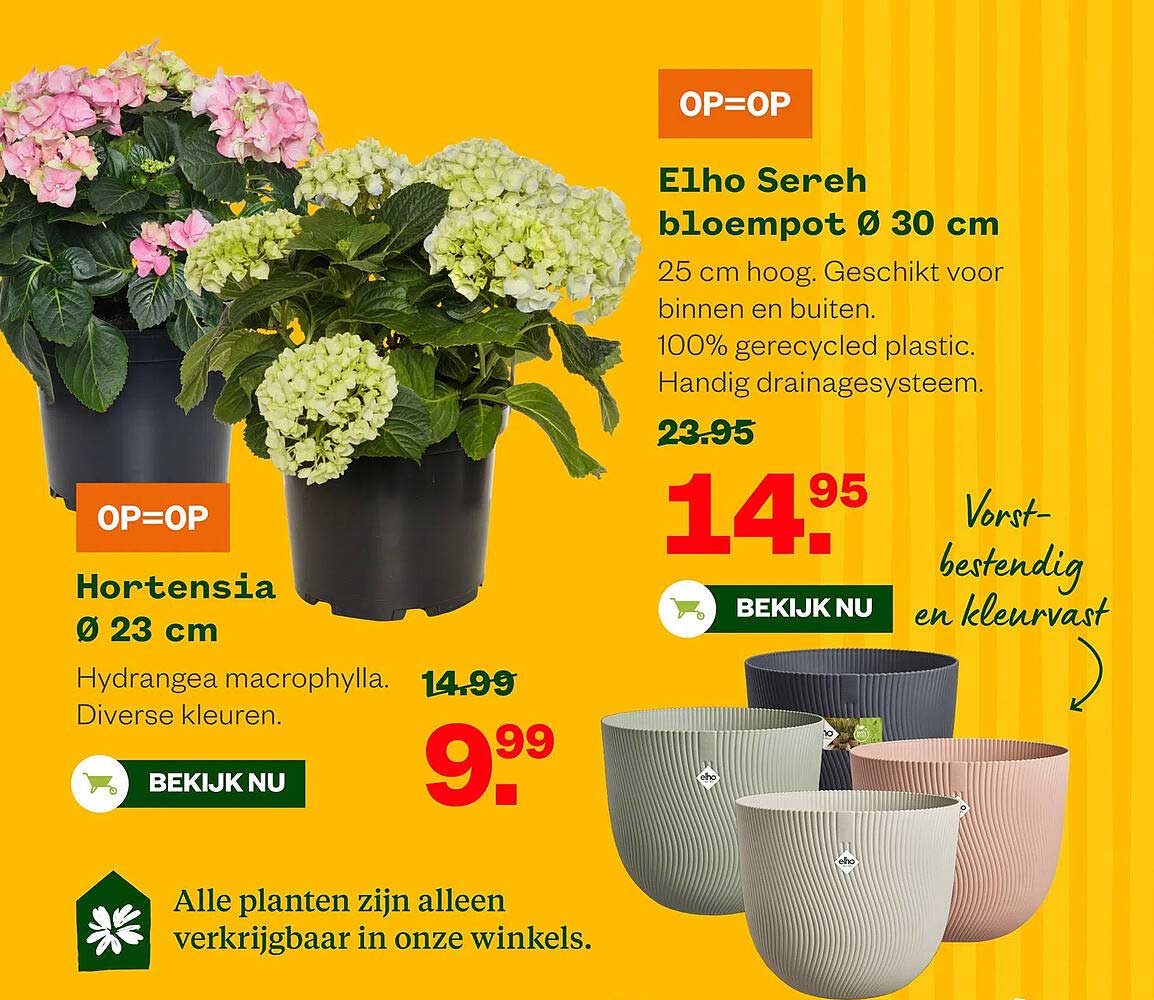 Hortensia Ø 23 cm