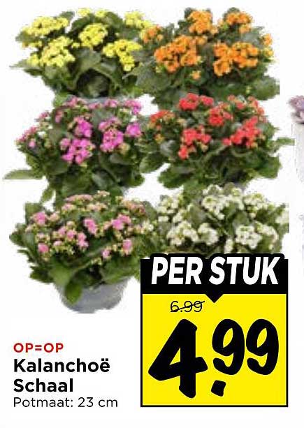 Kalanchoë Schaal Potmaat: 23 cm PER STUK