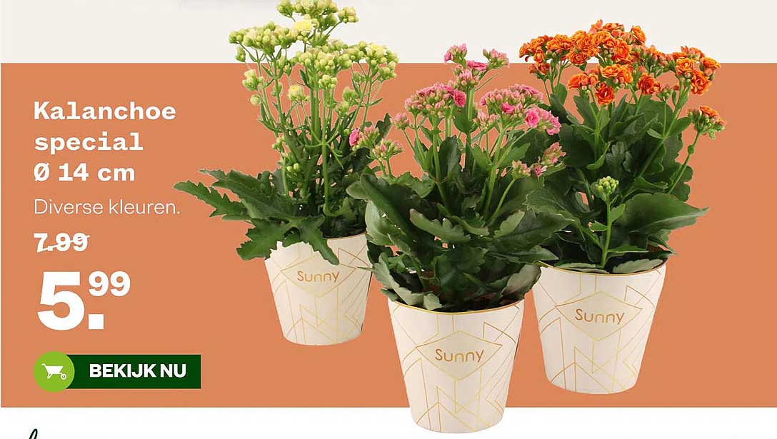 Kalanchoe special Ø 14 cm Diverse kleuren.