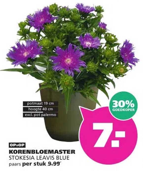 KORENBLOEMASTER STOKESIA LEAVIS BLUE paars per stuk 9.99