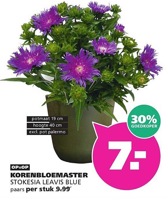 KORENBLOEMASTER STOKESIA LEAVIS BLUE paars per stuk OP=OP