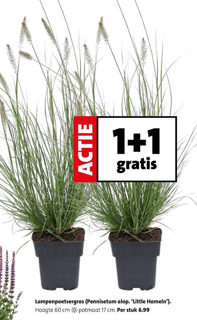 Lampenpoetsergras (Pennisetum alop. ‘Little Hameln’). 1+1 gratis