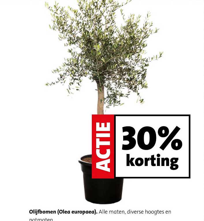 Olijfbomen (Olea europaea). Alle maten, diverse hoogtes en potmaten 30% korting