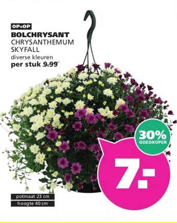 OP=OP BOLCHRYSANT CHRYSANTHEMUM SKYFALL diverse kleuren per stuk 9.99 30% GOEDKOPER
