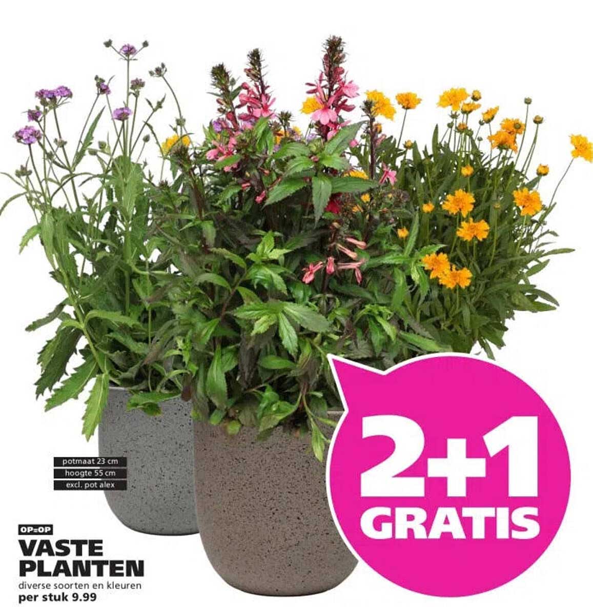 OP=OP VASTE PLANTEN diverse soorten en kleuren per stuk 9.99 2+1 GRATIS
