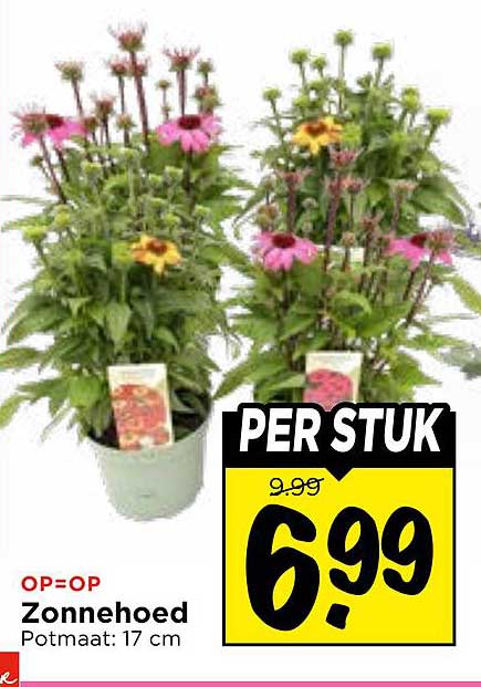 OP=OP Zonnehoed Potmaat: 17 cm PER STUK