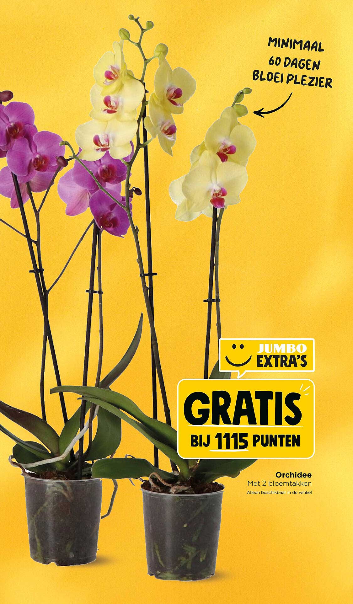 Orchidee Met 2 bloemtakken GRATIS BIJ 1115 PUNTEN